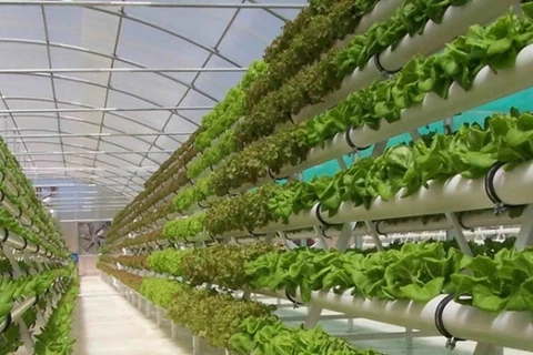 越南绿色蔬菜高科技生产模式走出国门
