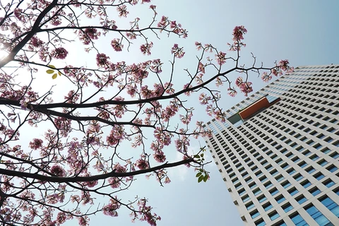 胡志明市洋红风铃木盛开 粉红色花海惹人迷醉