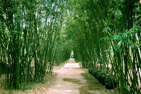 同塔省致力于保护与弘扬越南竹子的价值