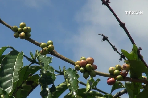 嘉来省努力提高咖啡树价值
