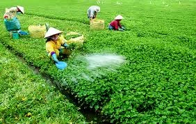 越南农产品受到太多专业机构的监管