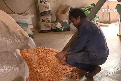 越南从印度的玉米进口量猛增