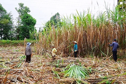 越南北部地区省份努力促进甘蔗产业可持续发展