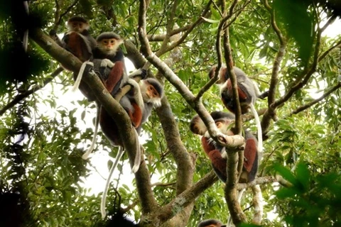 随意投食危害山茶半岛猴子健康和游客安全