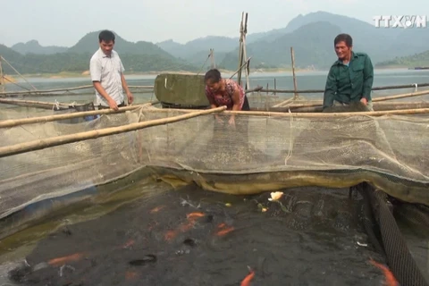 在水库中进行网箱养鱼为宣光省解决就业问题