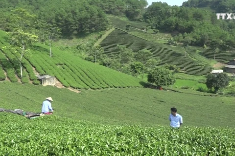茶叶种植业协助谅山省居民脱贫致富