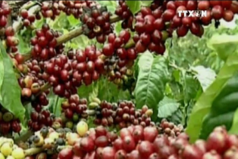 越南咖啡对阿尔及利亚出口量剧增