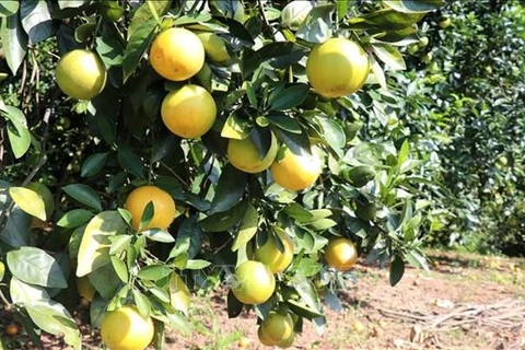 广治省：有机橙子种植模式带动农民脱贫致富