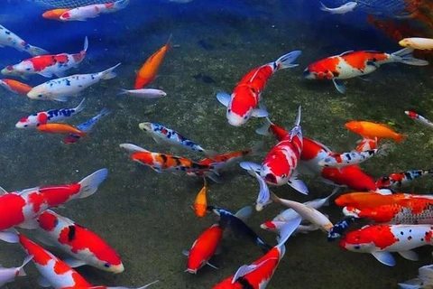 胡志明市观赏鱼出口到世界46个市场