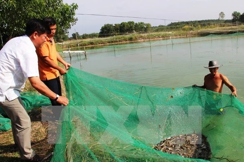 朔庄省种稻养虾模式可持续发展成效显著