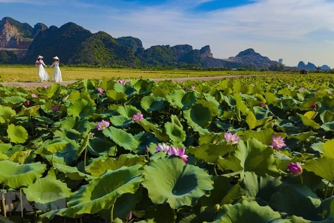 组图：荷花盛放之季 宁平古都美不胜收