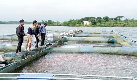 和平省高峰县在有效展开水库网箱养鱼模式