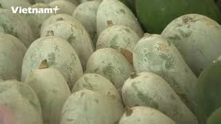 种植香冬瓜帮助北件省三海县农民脱贫致富