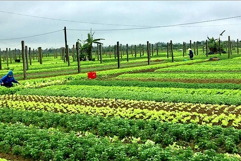 承天顺化省农民着手恢复生产 做好春节蔬果供应准备