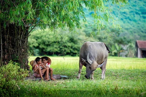 越南人生活中的牛文化
