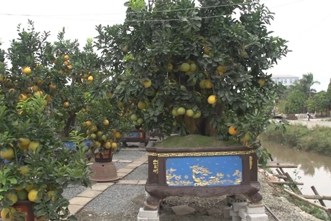 造访为辛丑年新春市场服务的柚子园