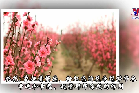 越南传统春节的 象征性花卉盆景