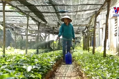 广义省努力保护和发展明隆茶树