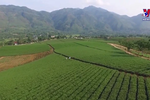 越南茶叶出口居世界第五