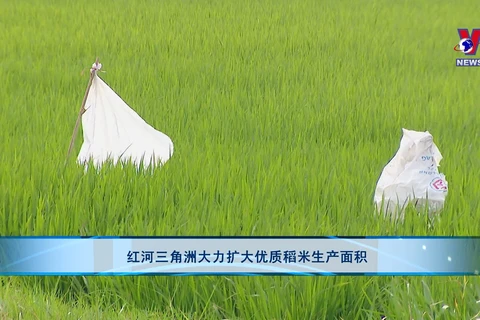红河三角洲大力扩大优质稻米生产面积