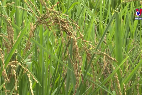 九龙江三角洲最大的水稻种子贮藏特设银行