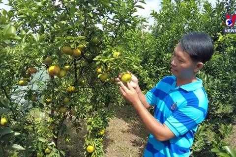 同塔省莱翁橘子园颇受国内外游客 青睐