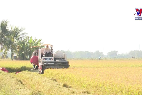 越南稻米行业出现积极信号