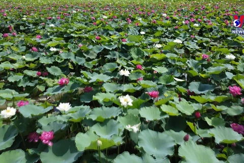 河内市美丽奇特的莲花池颇受人们的喜爱