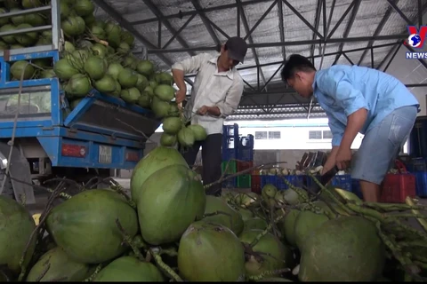 2025年越南椰子出口可达10亿美元