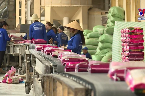 越南大米出口量达到前所未有的水平