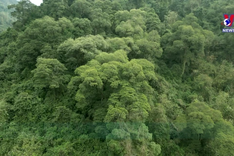谅山省人民群众履行村规民约 致力于森林保护工作