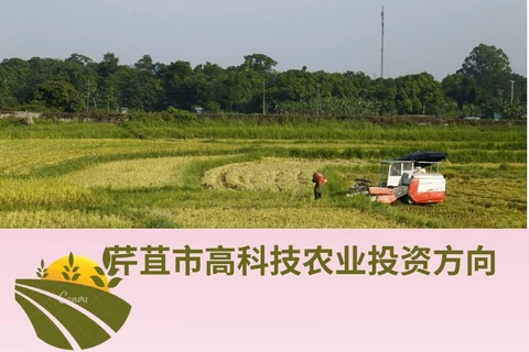 图表新闻：芹苴市高科技农业投资方向