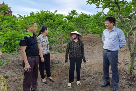 广宁省积极进行农业产业创新 大力提高农产品经济价值