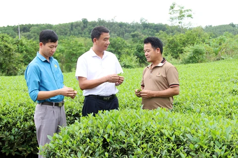 北江省力争提高安世茶树的价值