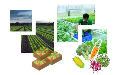 互动图表：越南力争将 2030年蔬果出口额提升到10-15亿美元