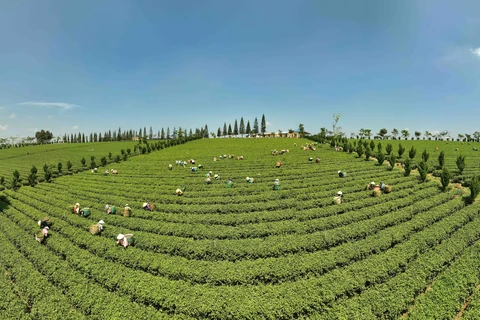 组图：林同省致力促进茶业可持续发展