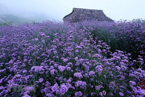 组图：沙巴霜雾中紫色浪漫马鞭草花丘吸引了大量游客的青睐