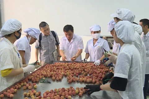 越南实现向日本出口新鲜荔枝的目标
