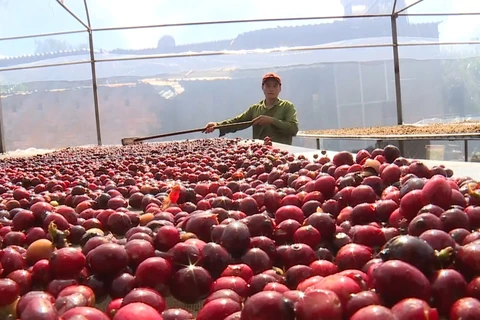 越欧自贸协定助推越南咖啡出口