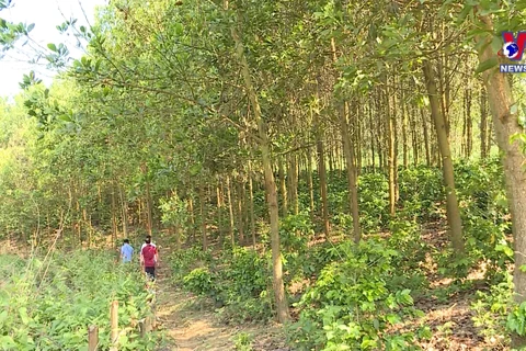 奠边省统筹推进森林保护与林业经济协调发展