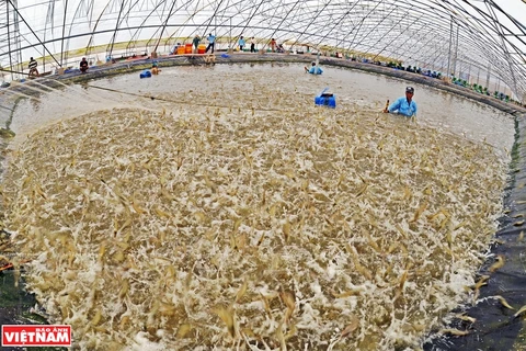组图：金瓯省——越南虾类养殖业首付