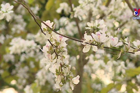 来西北地区观赏开满枝头的羊蹄甲花