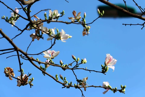 组图：山罗省羊蹄甲在漫山遍野地绽放