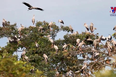 1000多只珍稀钳嘴鹳迁徙到炉戈-萨马特国家公园