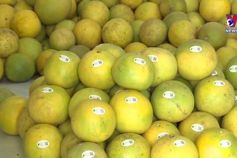 槟椥省为对出口美国的绿皮柚子做好准备