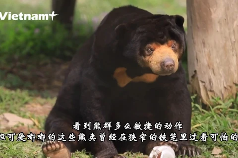 探索越南熊类的安全家园