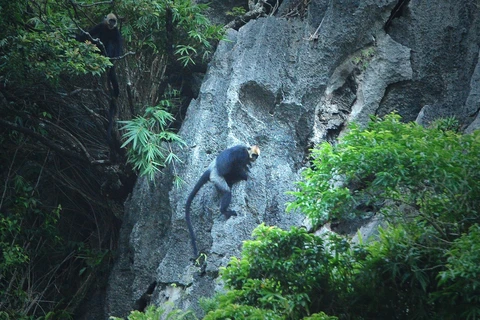 组图：世界最稀有的猴类——金头乌叶猴栖息在吉婆岛上生活