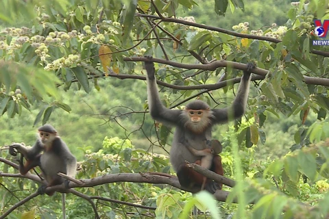 岘港市为红腿白臀叶猴提供更好的生存环境