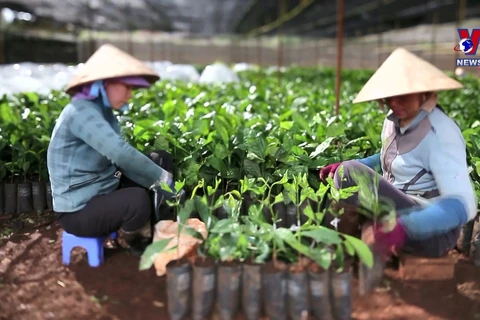 越南依靠科技创新成果推动绿色经济发展
