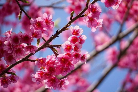 组图：樱桃花开春意浓